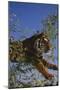 Bengal Tiger Jumping through Bushes-DLILLC-Mounted Photographic Print