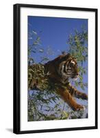Bengal Tiger Jumping through Bushes-DLILLC-Framed Photographic Print