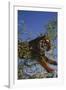 Bengal Tiger Jumping through Bushes-DLILLC-Framed Photographic Print