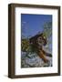 Bengal Tiger Jumping through Bushes-DLILLC-Framed Photographic Print