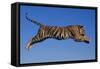 Bengal Tiger Jumping-DLILLC-Framed Stretched Canvas