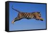 Bengal Tiger Jumping-DLILLC-Framed Stretched Canvas