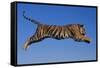 Bengal Tiger Jumping-DLILLC-Framed Stretched Canvas