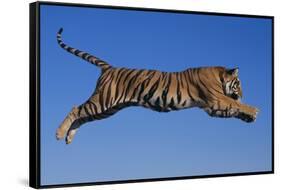 Bengal Tiger Jumping-DLILLC-Framed Stretched Canvas