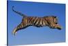 Bengal Tiger Jumping-DLILLC-Stretched Canvas
