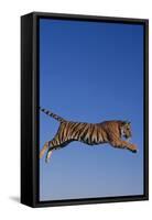 Bengal Tiger Jumping-DLILLC-Framed Stretched Canvas