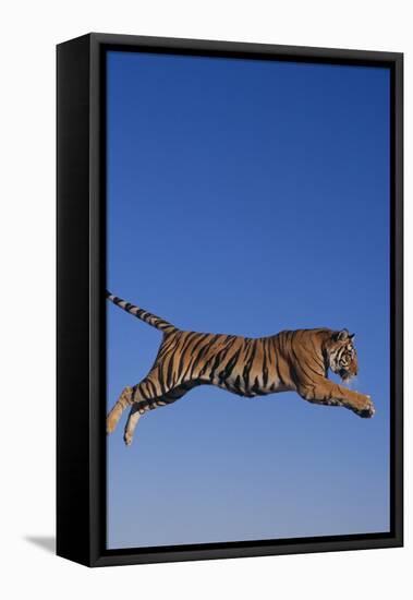 Bengal Tiger Jumping-DLILLC-Framed Stretched Canvas