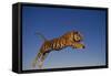 Bengal Tiger Jumping-DLILLC-Framed Stretched Canvas