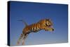 Bengal Tiger Jumping-DLILLC-Stretched Canvas