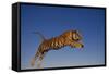 Bengal Tiger Jumping-DLILLC-Framed Stretched Canvas