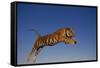 Bengal Tiger Jumping-DLILLC-Framed Stretched Canvas