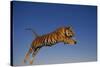Bengal Tiger Jumping-DLILLC-Stretched Canvas
