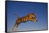 Bengal Tiger Jumping-DLILLC-Framed Stretched Canvas