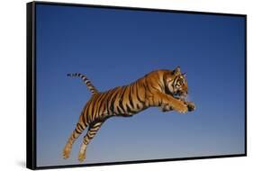 Bengal Tiger Jumping-DLILLC-Framed Stretched Canvas