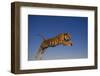 Bengal Tiger Jumping-DLILLC-Framed Photographic Print