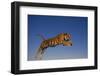 Bengal Tiger Jumping-DLILLC-Framed Photographic Print