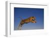 Bengal Tiger Jumping-DLILLC-Framed Photographic Print