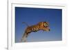 Bengal Tiger Jumping-DLILLC-Framed Photographic Print