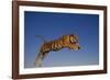 Bengal Tiger Jumping-DLILLC-Framed Photographic Print