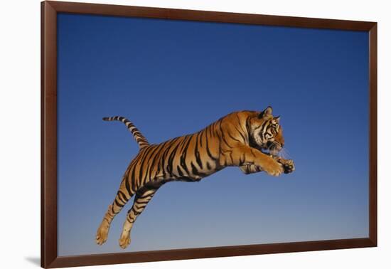 Bengal Tiger Jumping-DLILLC-Framed Photographic Print