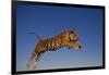 Bengal Tiger Jumping-DLILLC-Framed Photographic Print