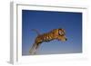 Bengal Tiger Jumping-DLILLC-Framed Photographic Print