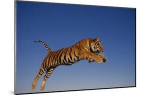 Bengal Tiger Jumping-DLILLC-Mounted Photographic Print