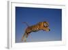 Bengal Tiger Jumping-DLILLC-Framed Photographic Print