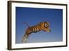 Bengal Tiger Jumping-DLILLC-Framed Photographic Print