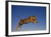 Bengal Tiger Jumping-DLILLC-Framed Photographic Print