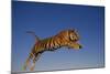 Bengal Tiger Jumping-DLILLC-Mounted Photographic Print