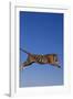 Bengal Tiger Jumping-DLILLC-Framed Photographic Print