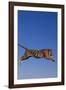 Bengal Tiger Jumping-DLILLC-Framed Photographic Print