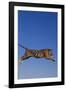 Bengal Tiger Jumping-DLILLC-Framed Photographic Print