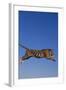 Bengal Tiger Jumping-DLILLC-Framed Photographic Print