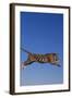 Bengal Tiger Jumping-DLILLC-Framed Photographic Print