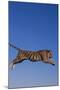 Bengal Tiger Jumping-DLILLC-Mounted Photographic Print