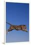 Bengal Tiger Jumping-DLILLC-Framed Photographic Print