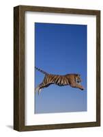 Bengal Tiger Jumping-DLILLC-Framed Photographic Print