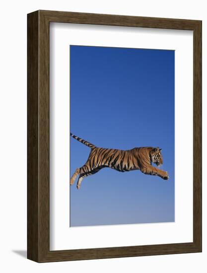 Bengal Tiger Jumping-DLILLC-Framed Photographic Print