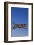 Bengal Tiger Jumping-DLILLC-Framed Photographic Print