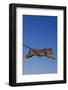 Bengal Tiger Jumping-DLILLC-Framed Photographic Print