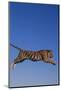 Bengal Tiger Jumping-DLILLC-Mounted Photographic Print