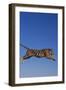 Bengal Tiger Jumping-DLILLC-Framed Photographic Print