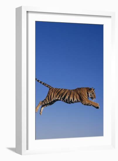 Bengal Tiger Jumping-DLILLC-Framed Photographic Print