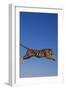 Bengal Tiger Jumping-DLILLC-Framed Photographic Print