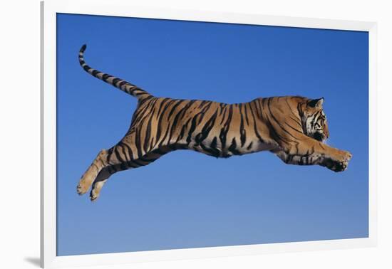 Bengal Tiger Jumping-DLILLC-Framed Photographic Print