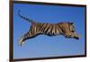 Bengal Tiger Jumping-DLILLC-Framed Photographic Print