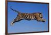 Bengal Tiger Jumping-DLILLC-Framed Photographic Print