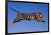 Bengal Tiger Jumping-DLILLC-Framed Photographic Print